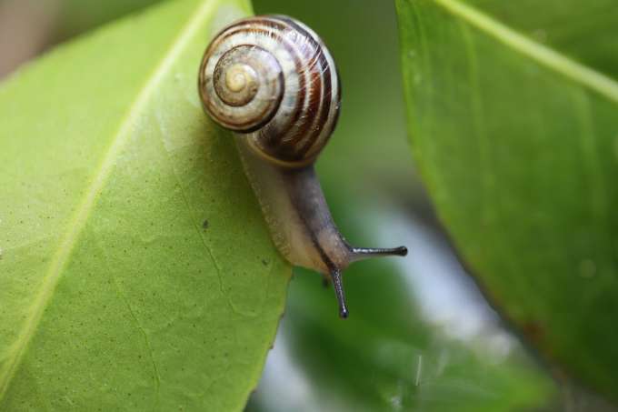 cosmetici alla bava di lumache